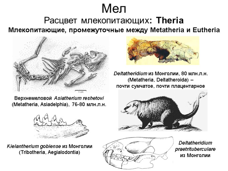 Мел Расцвет млекопитающих: Theria Млекопитающие, промежуточные между Metatheria и Eutheria Kielantherium gobiense из Монголии